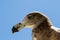 Closeup face of Pacific Gull against blue sky in Australia