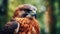 Closeup of the face of a Peregrine Falcon. Falco peregrinus