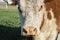 closeup of the face of a Polled Hereford cow looking at camera