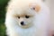 Closeup face puppy pomeranian dog