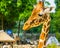 Closeup of the face of a reticulated giraffe, popular zoo animal, Endangered specie from Africa