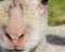 Closeup of the face of a solitary lamb in field