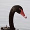 Closeup on the face of a swan on the lake with a blurry background