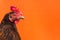 closeup the face of a teardrop hen on an orange background,copy space