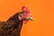 closeup the face of a teardrop hen on an orange background,copy space