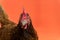 closeup the face of a teardrop hen on an orange background,copy space