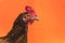 closeup the face of a teardrop hen on an orange background,copy space