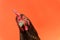 closeup the face of a teardrop hen on an orange background,copy space