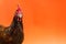 closeup the face of a teardrop hen on an orange background,copy space