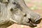 Closeup of face of warthog in Umfolozi Game Reserve, South Africa, established in 1897