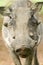 Closeup of face of warthog in Umfolozi Game Reserve, South Africa, established in 1897