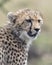 Closeup of the face of a young cheetah looking alertly ahead