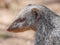 Closeup facial portrait of Banded Mongoose or Mungos Mungo animal, Chobe River National Park, Botswana, Southern Africa