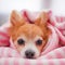 Closeup facing young brown puppy dog, Lovely chihuahua sleep in sweet pink blanket with warm backlight in winter season