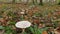 Closeup of fairy ring mushrooms on high legs in the forest