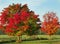 Closeup of Fall in the country with red maple trees, split rail