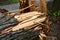 Closeup of fallen tree torn at its basis by a storm