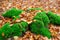 Closeup of fallen yellow leaves on a pile of moss on the field on a fall day