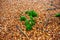 Closeup of fallen yellow leaves on a pile of moss on the field on a fall day