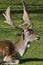 Closeup on Fallow Deer