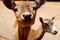 Closeup of fallow deer fawn in ZOO safari Fasano in Italy, region of Apulia