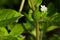 Closeup of false daisy. Bhringraj plant with flower in the garden, in nature.