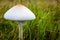 Closeup of a false parasol mushroom, chlorophyllum molybdites or green-spored lepiota and vomiter in the grass field