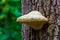 Closeup of a false tiner hoof fungus growing on a tree trunk, fungi specie from Eurasia