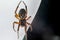 Closeup of a False widow spider under the lights with a blurry background
