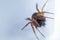 Closeup of a False widow spider under the lights isolated on a grey background