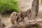 Closeup of family of Olive Baboons