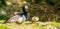 Closeup family portrait of a cackling goose with a gosling, tropical bird specie from America
