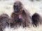 Closeup family portrait of Gelada Monkey Theropithecus gelada grooming together Simien Mountains Ethiopia