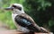 A closeup of a famous Australian Kookaburra