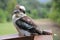 A closeup of a famous Australian Kookaburra