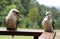 A closeup of a famous Australian Kookaburra