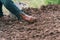 closeup farmer hand planting onion in garden