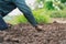 closeup farmer hand planting onion in garden