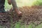 closeup farmer hand planting onion in garden