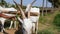 Closeup of a farmer releasing bulls from a wooden plough