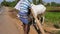 Closeup of a farmer releasing bulls from a wooden plough