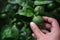 Closeup of Farmer`s Hand Picking a Fresh Green Lemon in Organic Farm. Native to Southeast Asia. Shot on Rainy Day or after