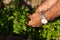 Closeup of a farmer\'s hand with a silver watch, harvesting fresh parsley at a farm