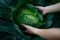 Closeup of farmer`s hands harvest a cabbage in the garden