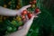 Closeup of farmer`s hands harvest a Tomato in the garden. Farmers hands with fresh tomatoes