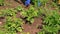 Closeup of farmer spray pesticide on potato plants