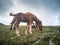 Closeup of farmland with brown horses on a sunny day