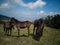 Closeup of farmland with brown horses on a sunny day