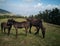 Closeup of farmland with brown horses on a sunny day