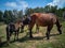 Closeup of farmland with brown horses on a sunny day